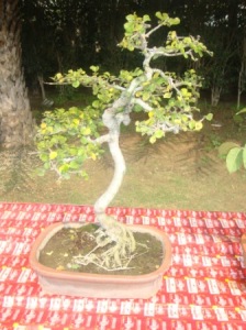 DSC00272 - CHW Flower Show