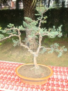 DSC00273 - CHW Flower Show