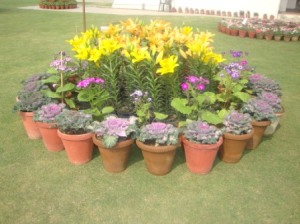 DSC00285 - CHW Flower Show