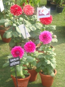 DSC00326 - CHW Flower Show