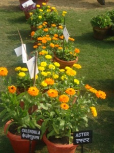 DSC00327 - CHW Flower Show