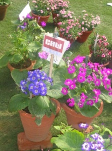 DSC00329 - CHW Flower Show