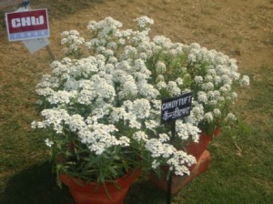 DSC00331 - CHW Flower Show